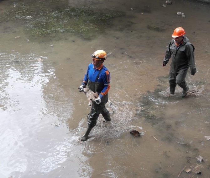 Havuza düşen yavru domuzları AFAD kurtardı