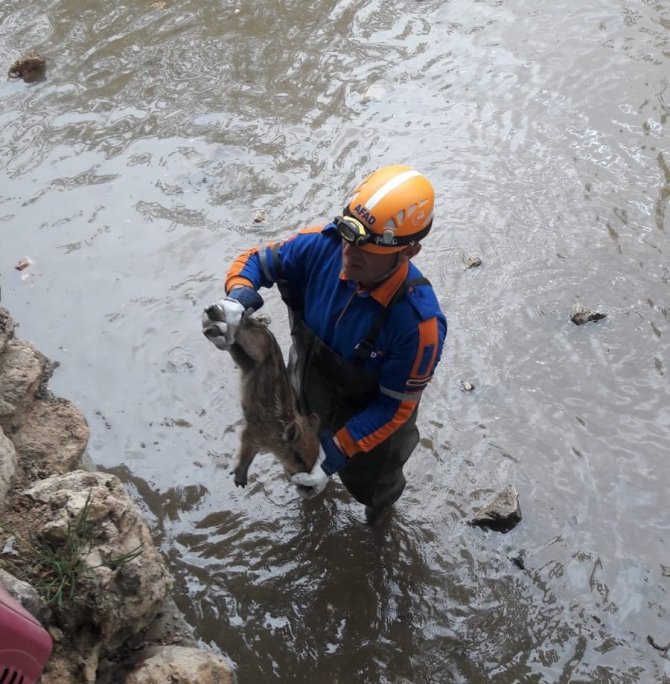 Havuza düşen yavru domuzları AFAD kurtardı