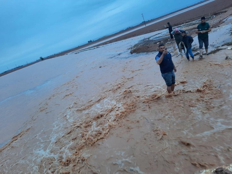 Sağanak yağış sele döndü, araziler ve hayvanlar sular altında kaldı