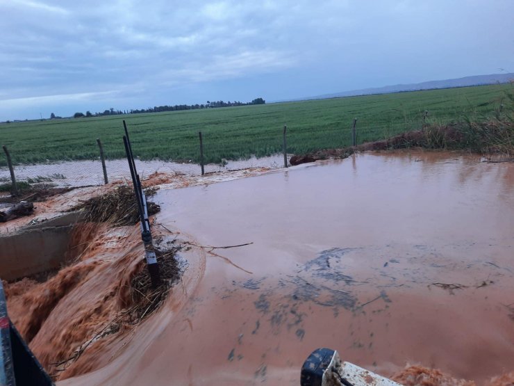 Sağanak yağış sele döndü, araziler ve hayvanlar sular altında kaldı