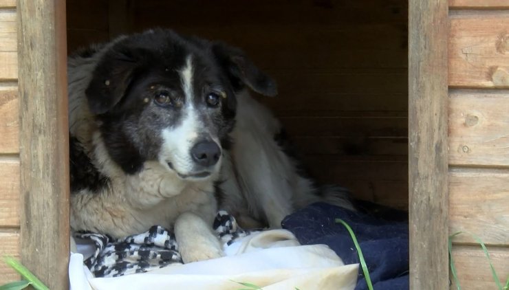 Sokak köpeğine vuran güvenlik görevlisi gözaltına alındı