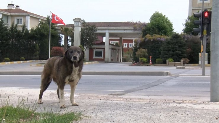 Sokak köpeğine vuran güvenlik görevlisi gözaltına alındı