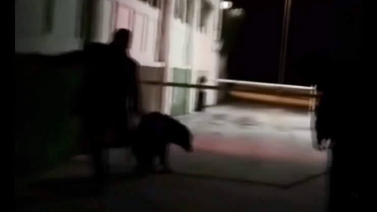 Sokak köpeğine vuran güvenlik görevlisi gözaltına alındı