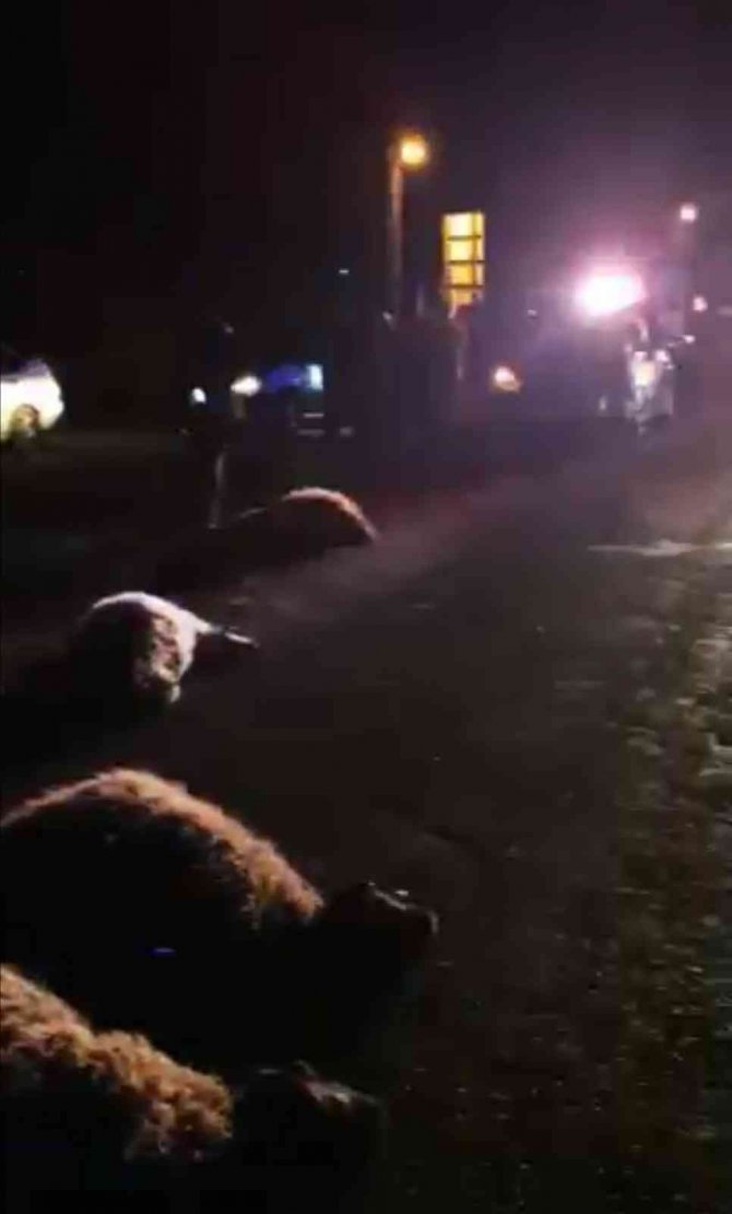 Otomobil koyun sürüsüne çarptı: 14 koyun telef oldu