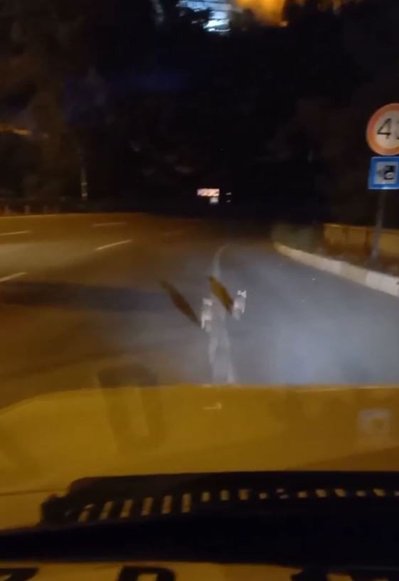 Antalya’da evin bahçesine giren domuz ev sahibini neye uğradığını şaşırttı