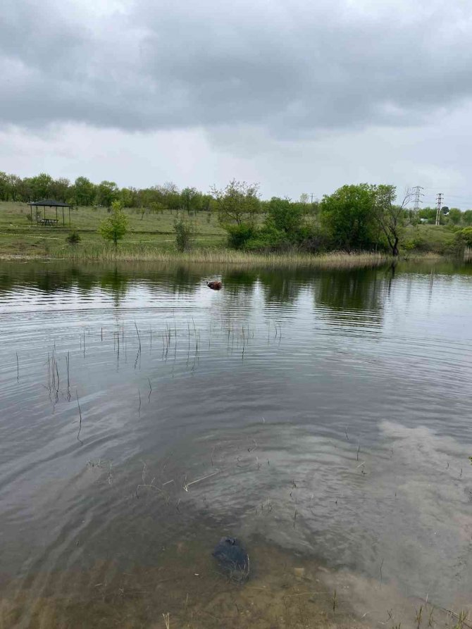 Bağlı olduğu arabasıyla gölete düşen at boğuldu