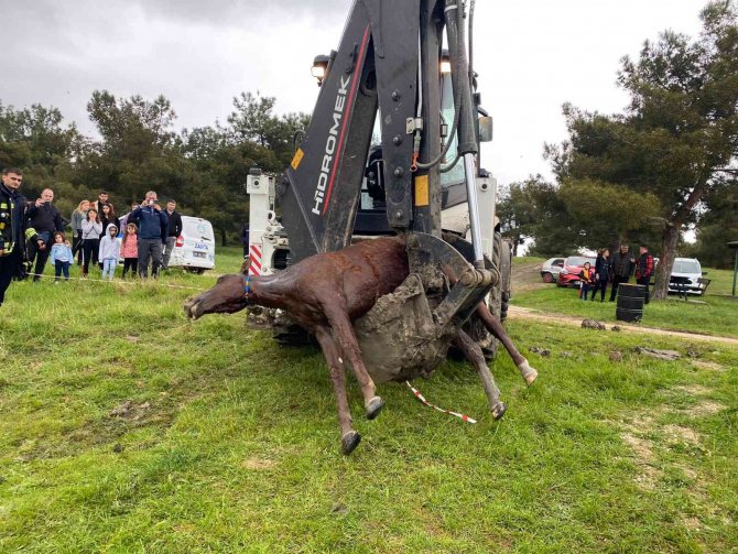 Bağlı olduğu arabasıyla gölete düşen at boğuldu