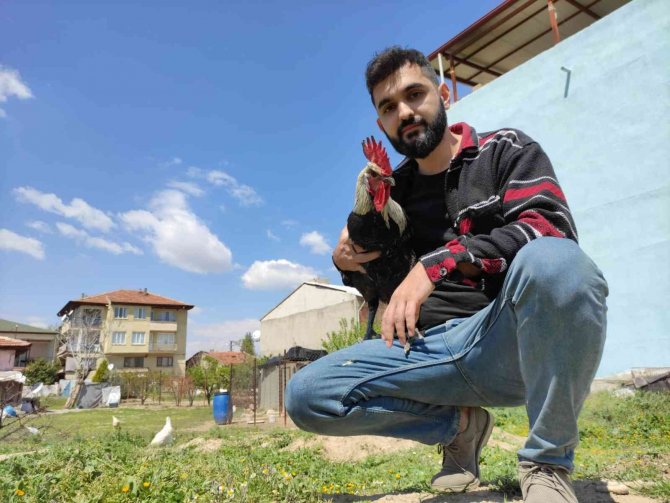 Bayılan horozun akrabaları ilgi odağı oldu