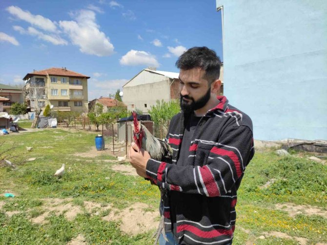 Bayılan horozun akrabaları ilgi odağı oldu