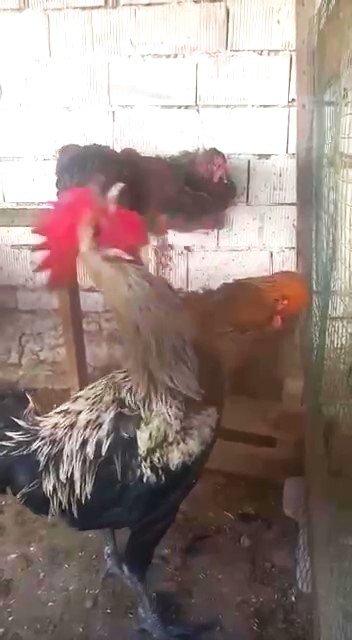 Bayılan horozun akrabaları ilgi odağı oldu