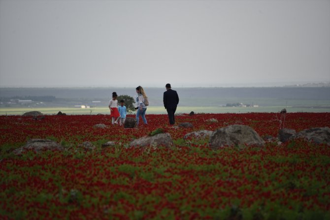 Gelincik tarlaları doğal fotoğraf stüdyosuna dönüştü