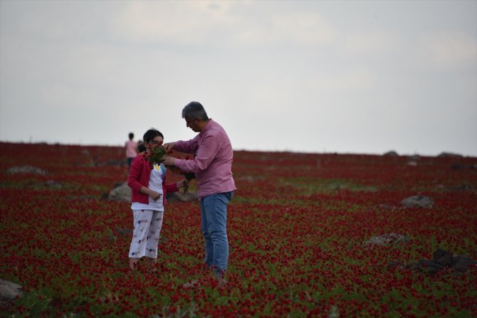 Gelincik tarlaları doğal fotoğraf stüdyosuna dönüştü