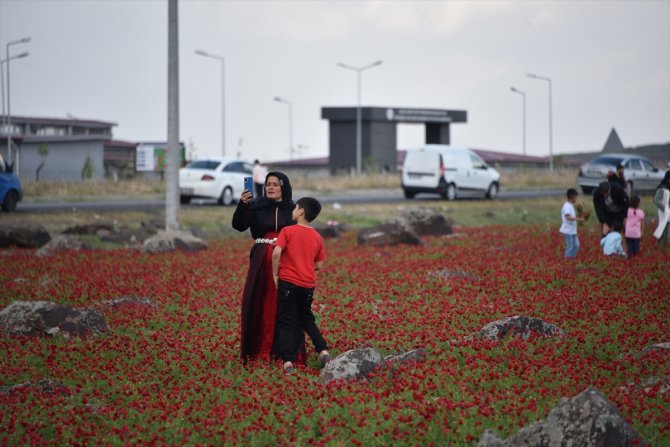 Gelincik tarlaları doğal fotoğraf stüdyosuna dönüştü