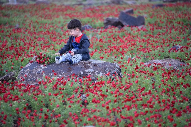 Gelincik tarlaları doğal fotoğraf stüdyosuna dönüştü