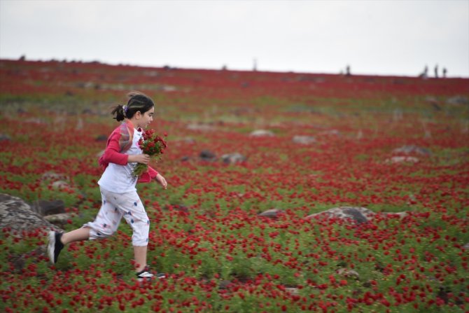 Gelincik tarlaları doğal fotoğraf stüdyosuna dönüştü