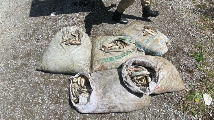 Kaçak avlanan 450 kilo inci kefali ele geçirildi