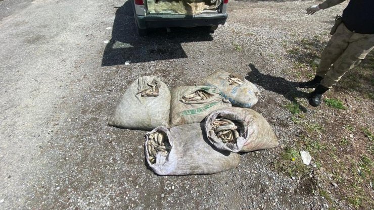 Kaçak avlanan 450 kilo inci kefali ele geçirildi