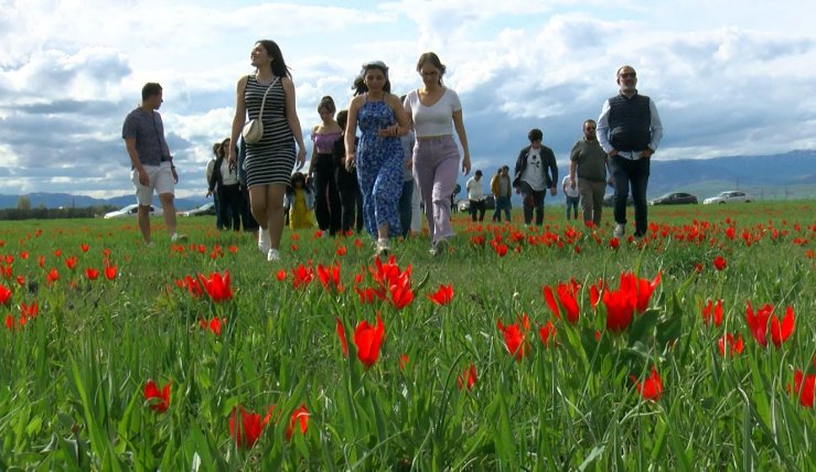 Muş lalesi, ovayı kırmızıya boyadı