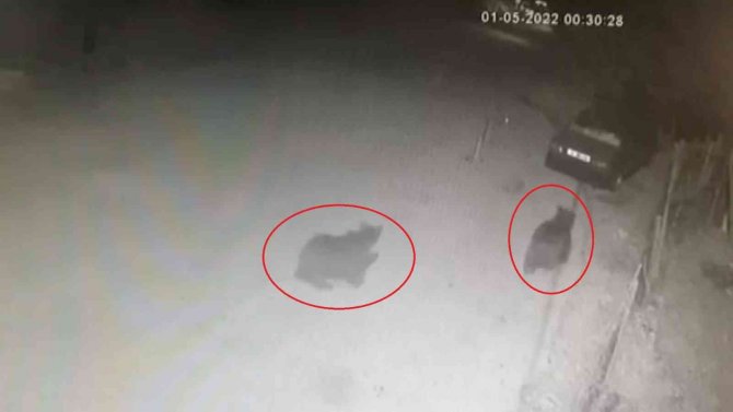 Şehir merkezinde ayı paniği