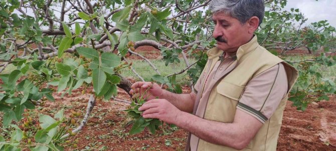 Dolunun vurduğu tarım arazilerinde hasar tespiti başladı
