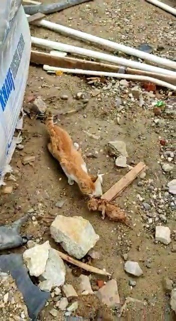 Elazığ’da su kuyusuna düşen yavru kediyi itfaiye kurtardı