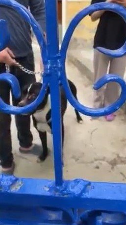 Kartal'da bir keçiye saldırarak öldüren pitbull muhafaza altına alındı