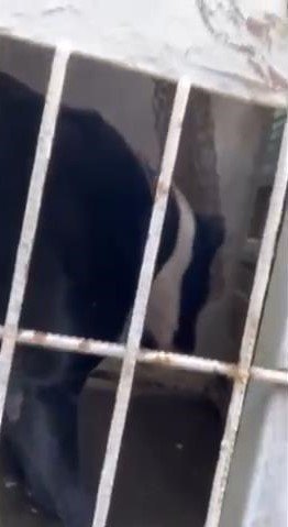 Kartal'da bir keçiye saldırarak öldüren pitbull muhafaza altına alındı