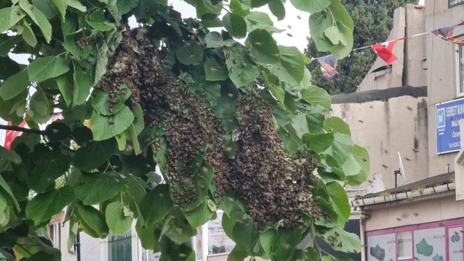 Sokakta arı istilası: Vatandaş kaçacak yer aradı