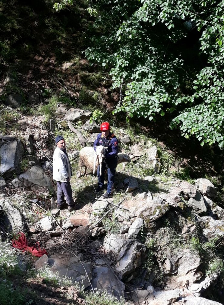 Uçuruma düşen koyun ve kuzu halatla kurtarıldı