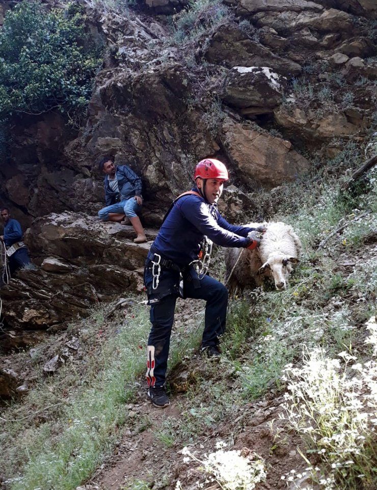 Uçuruma düşen koyun ve kuzu halatla kurtarıldı