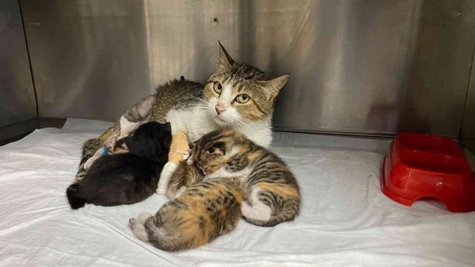 Yeni doğum yapan kedinin ayağına tuğla düştü, yavrularıyla birlikte ameliyata alındı