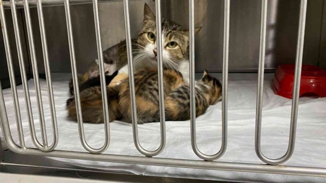 Yeni doğum yapan kedinin ayağına tuğla düştü, yavrularıyla birlikte ameliyata alındı