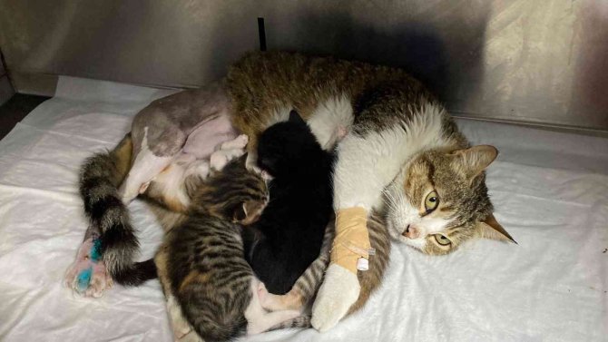 Yeni doğum yapan kedinin ayağına tuğla düştü, yavrularıyla birlikte ameliyata alındı