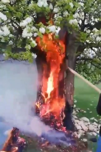 Yıldırım isabet eden armut ağacı alev aldı