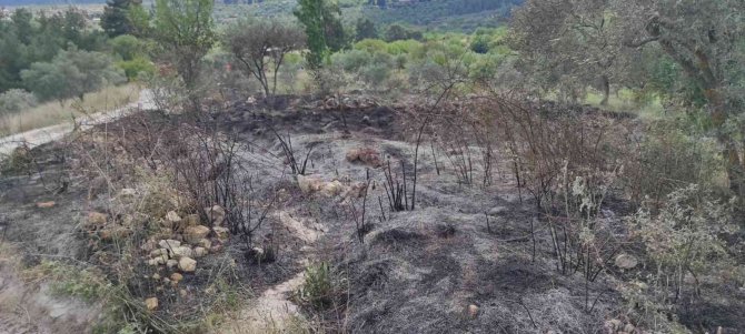 Zeytinlik alanda çıkan yangın ormana sıçramadan söndürüldü