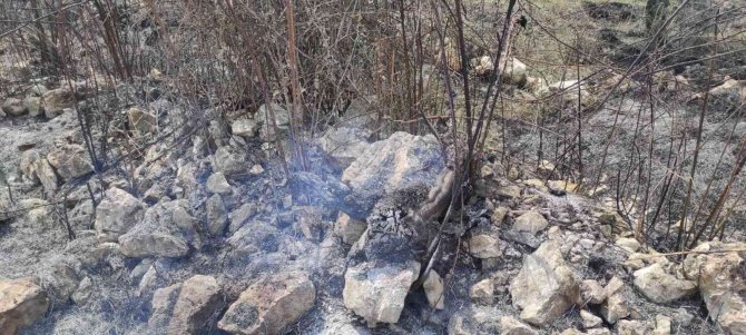 Zeytinlik alanda çıkan yangın ormana sıçramadan söndürüldü