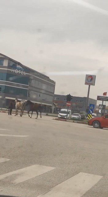 Başıboş atlar karayolunda kazaya davetiye çıkardı