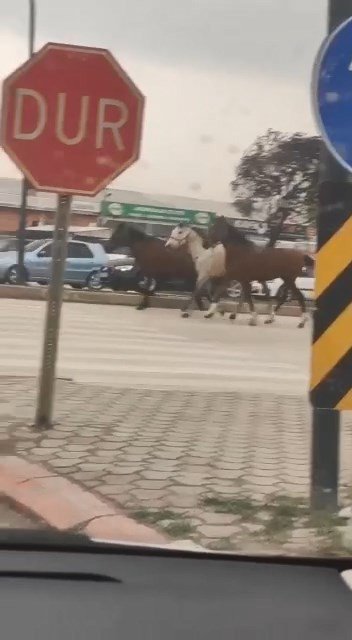 Başıboş atlar karayolunda kazaya davetiye çıkardı