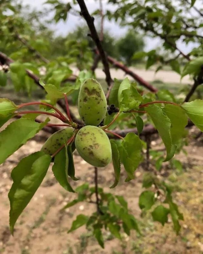 Dolu yağışı kayısıya zarar verdi