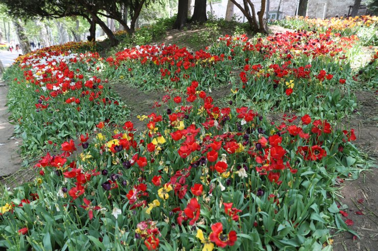Gülhane Parkı'nda 'Lale bayramı' erken bitti