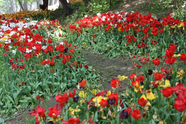 Gülhane Parkı'nda 'Lale bayramı' erken bitti