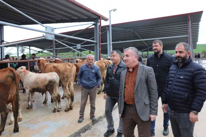 Havza Kapalı Canlı Hayvan Pazarı açıldı