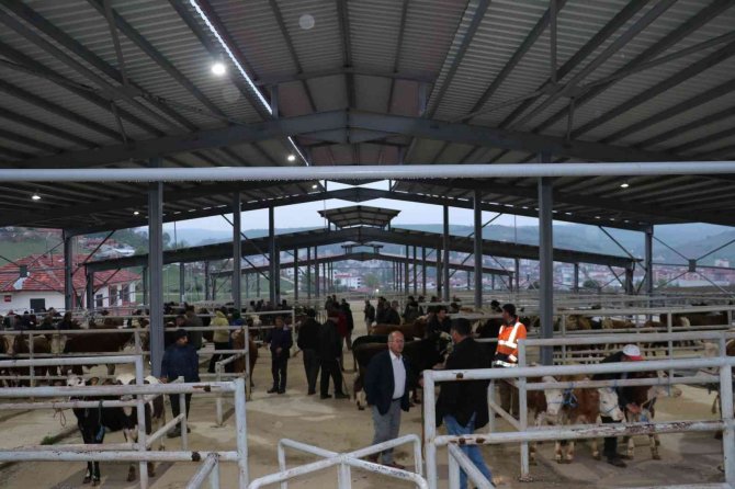 Havza Kapalı Canlı Hayvan Pazarı açıldı