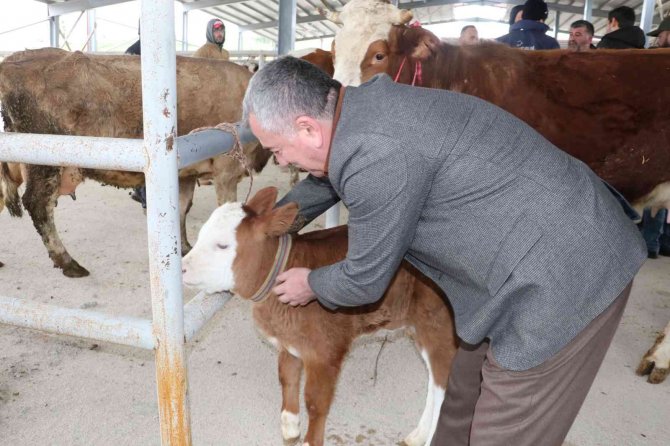 Havza Kapalı Canlı Hayvan Pazarı açıldı