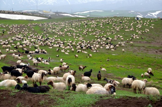 Göçerlerin yayla mesaisi başladı
