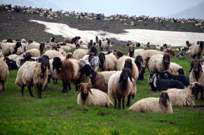 Göçerlerin yayla mesaisi başladı