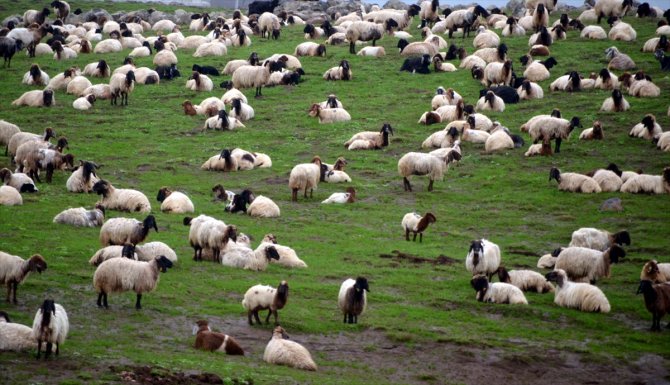 Göçerlerin yayla mesaisi başladı