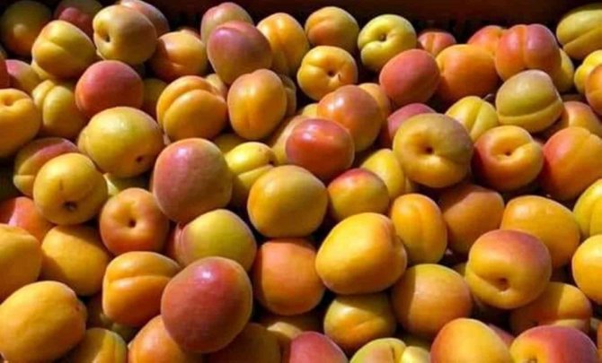 Sofralık kayısı hasadı başladı