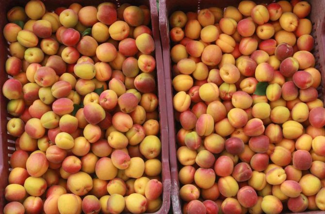 Sofralık kayısı hasadı başladı