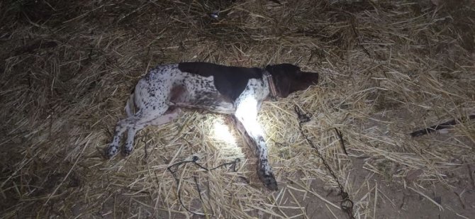 Tavuklarına zarar verdiği gerekçesiyle kuzeninin köpeğini vurdu